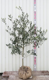 【選べる現品発送】オリーブの木　ベルダーレ　苗木　樹高1.1m～【J】