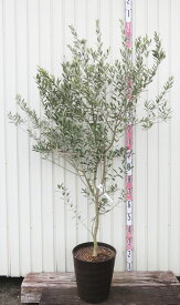 【現品発送】オリーブの木 ワッカベルダル　苗木　10号フレグラー鉢植え　G632