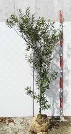 【現品発送】オリーブの木 シプレシーノ　苗木　樹高1.7m　G677