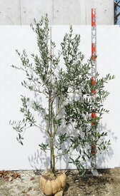 【現品発送】オリーブの木 レッチーノ　苗木　樹高1.5m　G653