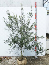 【現品発送】オリーブの木　アスコラーナ　苗木　樹高1.5m　G654