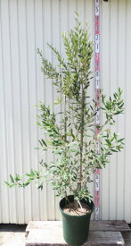 【現品発送】オリーブの木　ひなかぜ(ヒナカゼ)　特大　苗木　12号鉢植え(ダークグリーン)　V731