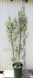 【現品発送】オリーブの木　ひなかぜ(ヒナカゼ)　特大　苗木　12号鉢植え(ダークグリーン)　V732