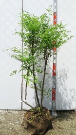 【現品発送】白南天（シロナンテン）苗木　樹高1.2m　N420