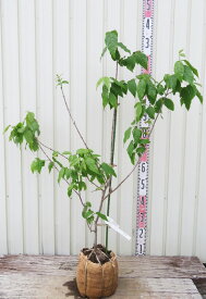 【現品発送】マンゲツロウバイ（満月蝋梅） 苗木　樹高90cm　G732