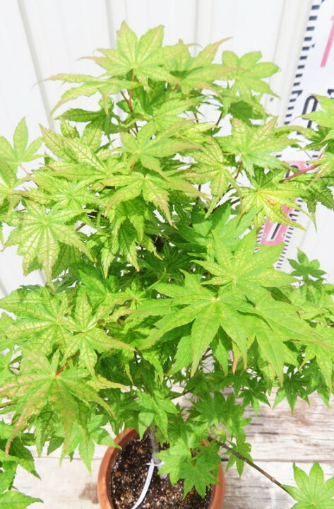 楽天市場】【現品発送】シギタツザワモミジ(鴫立沢紅葉) 8号鉢植え 