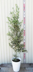 オリーブの木　シプレシーノ　苗木　10号セラアート鉢植え