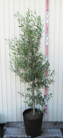 【現品発送】オリーブの木 シプレシーノ　苗木　12号フレグラー鉢植え E296【鉢色：ダークブラウン】
