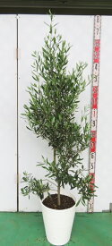 【現品発送】オリーブの木 シプレシーノ　苗木　10号セラアート鉢植え　E307