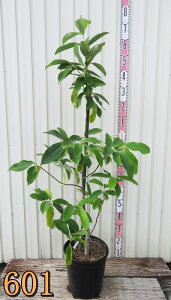 yIׂ錻izIK^}@~PA([R܏)@c؁@9|bgA@yFz