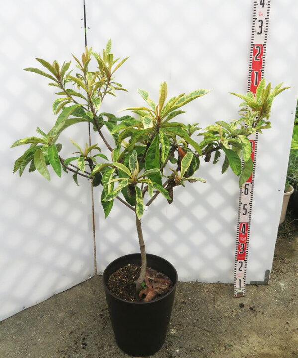 楽天市場】【現品発送】斑入り枇杷の木（フイリビワ） 苗木(接木苗) 10 