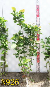 yIׂ錻izN@c؁@WFj[ @@1m