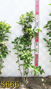 yIׂ錻izN@c؁@WFj[ @@1m