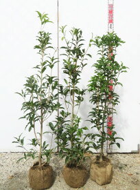キンモクセイ 　苗木　 樹高1.1m　3本セット【生垣用】