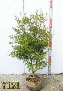 yIׂ錻izhE_ccW@c؁@90cm`sԁAgt؁t