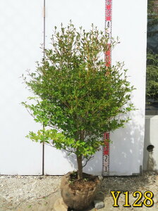 【選べる現品】ドウダンツツジ 苗木 樹高約90cm〜《花、紅葉が美しい庭木》