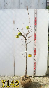 【選べる現品】ジャンボ甘柿の木 太秋 苗木 樹高約1.4m〜【柿 柿の木】