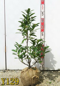 yIׂ錻izpցi^CcoLj@S[hjA@c؁@50cm`