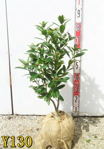 yIׂ錻izpցi^CcoLj@S[hjA@c؁@50cm`