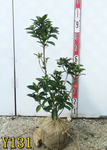 yIׂ錻izpցi^CcoLj@S[hjA@c؁@50cm`