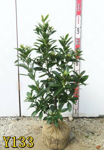 yIׂ錻izpցi^CcoLj@S[hjA@c؁@50cm`