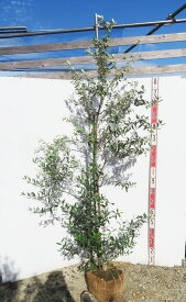 【現品】オリーブの木 ワッガベルダル　苗木　樹高約1.7m　R110