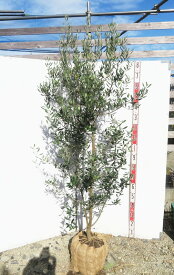 【現品】オリーブの木　実生　樹高1.7m　苗木　G121