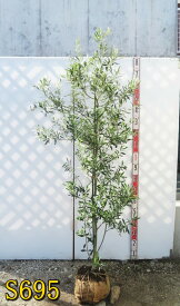 【現品】オリーブの木　コロネイキ　苗木　樹高約1.6m～