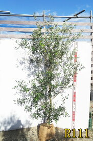 【現品】オリーブの木　ベルダーレ　苗木　樹高約1.7m　R111