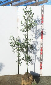 【現品】オリーブの木 J5(ジェイファイブ)　苗木　樹高約1.4m　R114