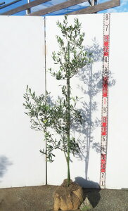 yizI[u̖ J5(WFCt@Cu)@c؁@1.4m@R114