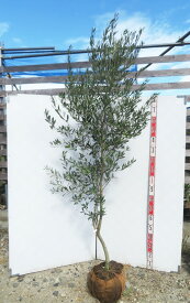 【現品】オリーブの木　ミッション　苗木　樹高約2m