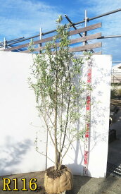 【選べる現品】オリーブの木 シプレシーノ　苗木　樹高約1.7m～