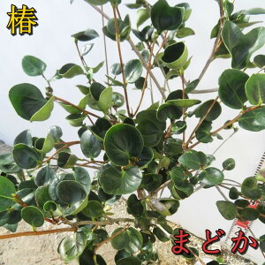 �y���i�z�ցi�c�o�L�j �܂ǂ��@������1m�@T601