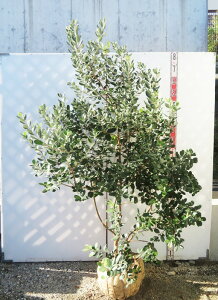 yiztFCWA@N[bW@c؁@1.6m@Y149