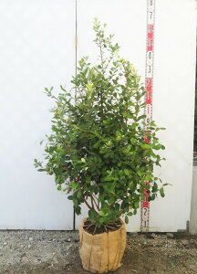 【現品】フェイジョア 実生苗 苗木 樹高約1.2m Y151