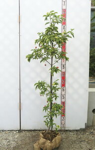 yi/K118zΎR@ti΃}{EVj c؁@1.2m@cyHnApz