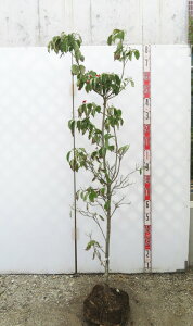 yi/K117zԐ؁ini~YLj  @NEhiC @c 1.6myt㔭z