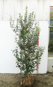 yiztFCWA@ WF~j@1.7m@c؁@U554