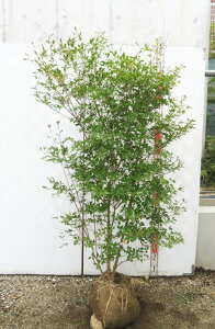 yizhE_ccW@c؁@W60cm×D40cm×H140cm@U552sԁAgt؁t