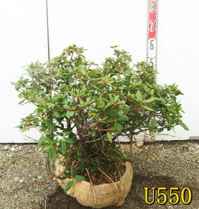 yIׂ錻izsNAccWisNqJQccWjc؁@劔