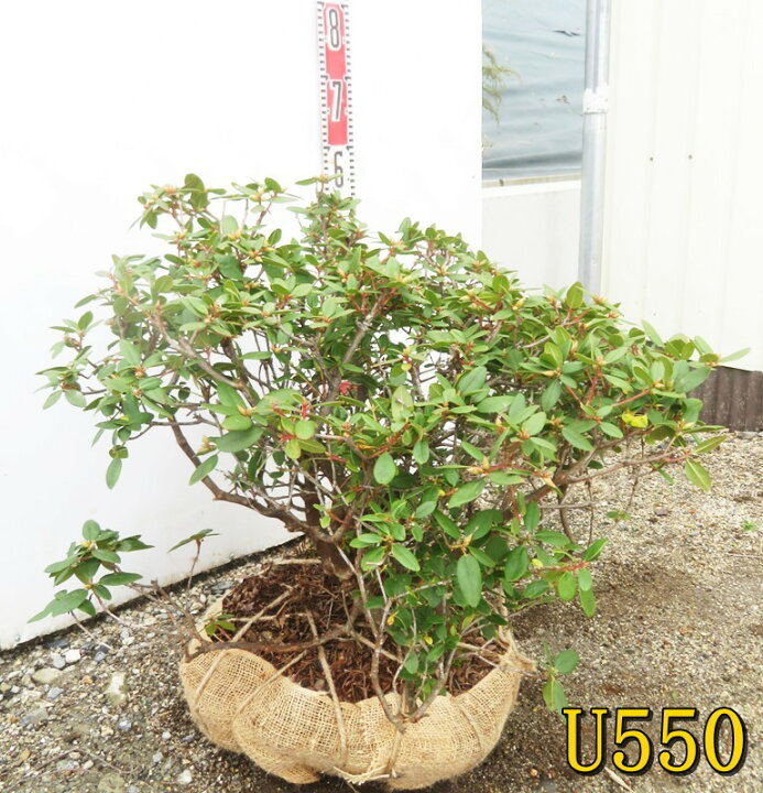 楽天市場】【選べる現品】ピンク日陰ツツジ（ピンクヒカゲツツジ）苗木 