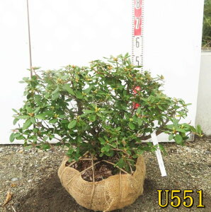 yIׂ錻izsNAccWisNqJQccWjc؁@劔