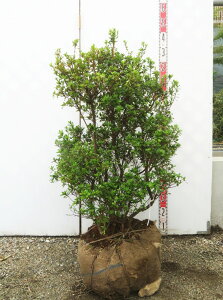 yizccW@{izLV}j c؁@W60cm×D50cm×H100cm@U516