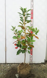 【現品】ロドレイア 苗木 樹高約80cm