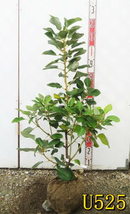 yIׂ錻izhCA@c؁@80cm