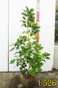 【選べる現品】ロドレイア 苗木 樹高約80cm