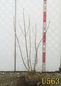 yIׂ錻izAI_@@c؁@90cm`