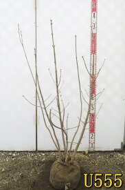 【選べる現品】アオダモ　株立ち　苗木　樹高約90cm～