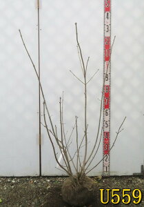 yIׂ錻izAI_@@c؁@90cm`